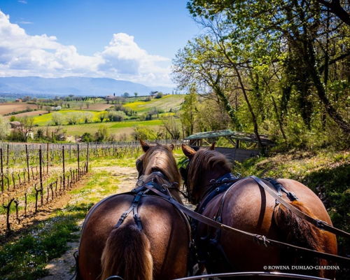 Food & Wine Tours Cannara: Cannara: Trotting through the vineyards