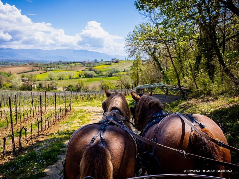 Food & Wine Tours Cannara: Cannara: Trotting through the vineyards