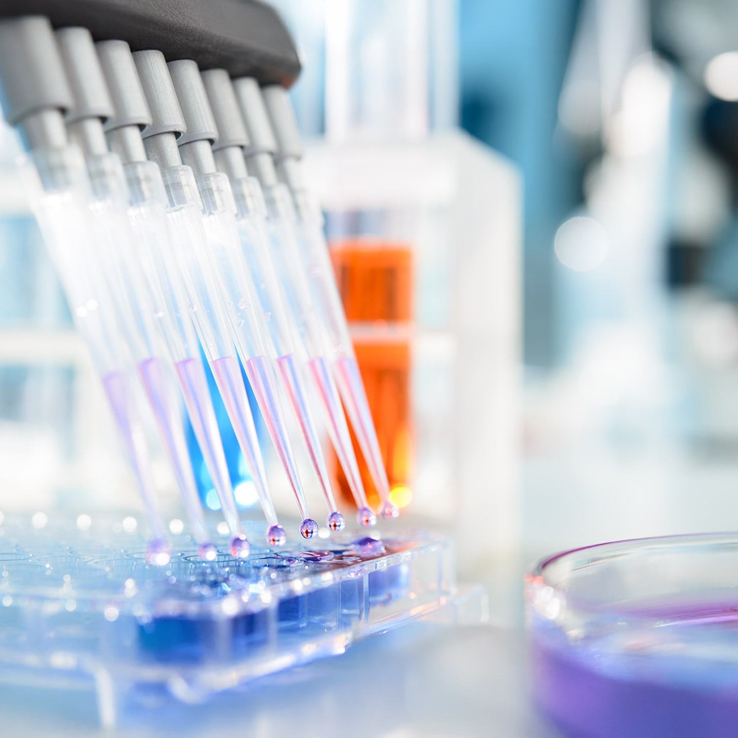 A multi-channel pipette dispensing liquid into a microplate, with colorful fluids visible in the wells, in a laboratory setting.