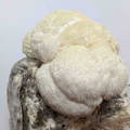 Lion's Mane Mushroom kit growing