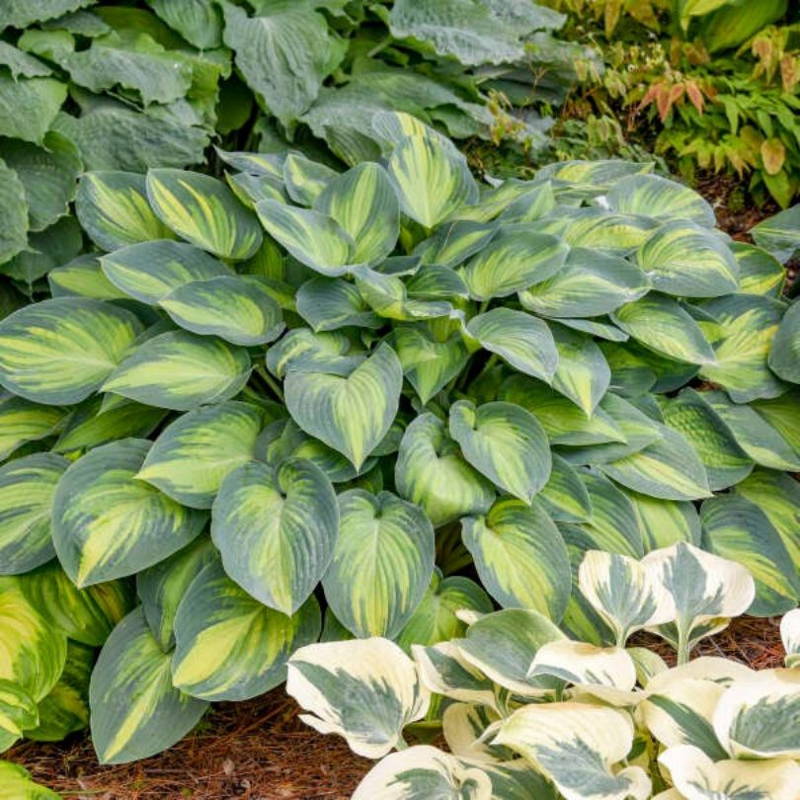Two-toned green and blue hosta foliage