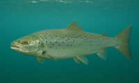 Salmon