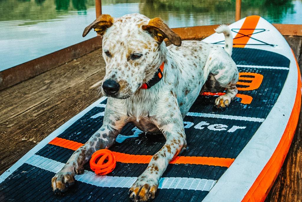 paddle board inflatable with dog