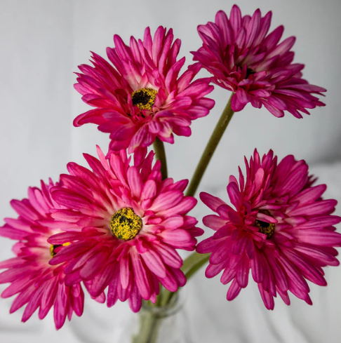 Fuchsia Real Touch Gerbera - Realistic Artificial Flowers