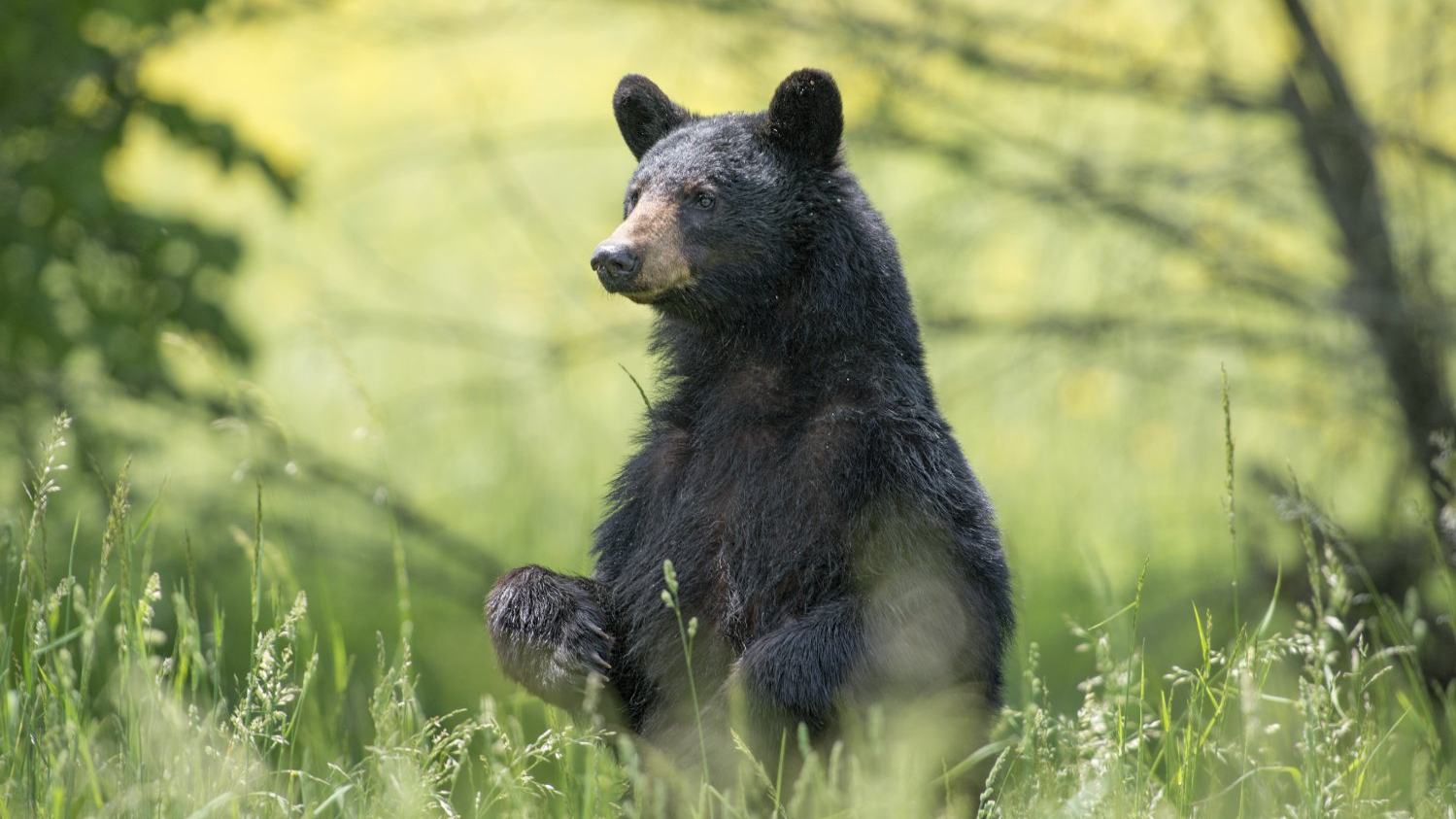 Does A Bear Sh*t Plastic In The Woods? According To This Latest Study, Yes They Do