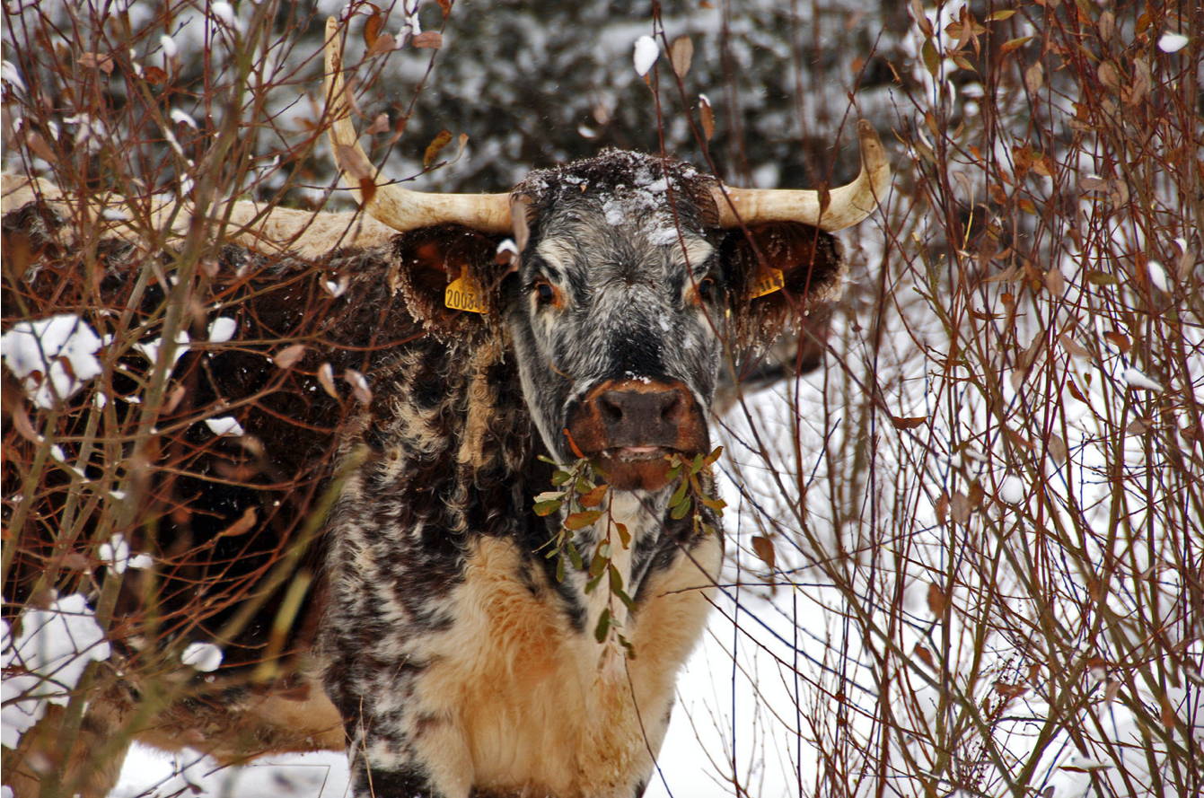 Longhorn Cattle