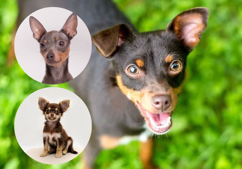chihuahua mixed with min pin