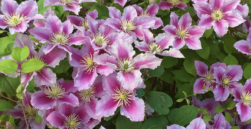 Wild at Heart - Clematis