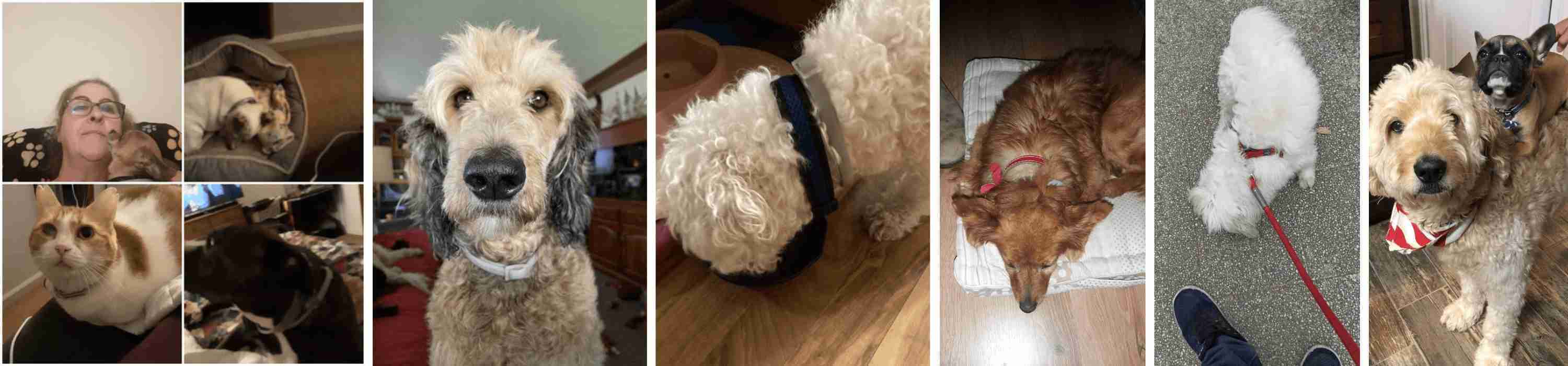 dewel flea collar reviews