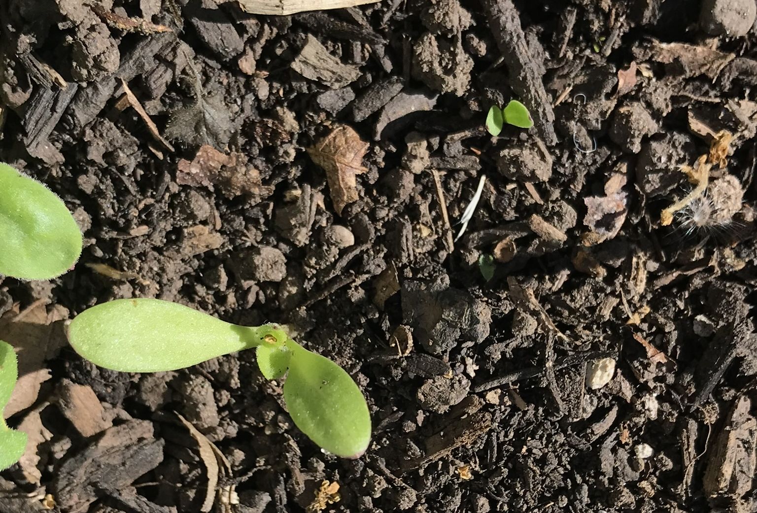 Close-up of a calendula seedling