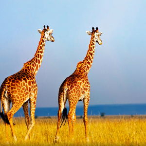 Honeymoon in Africa