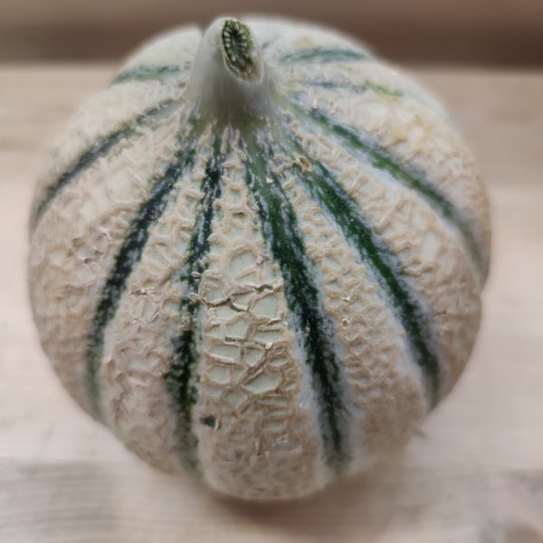 melon-charentais-de-cavaillon