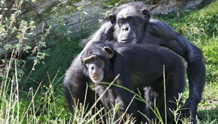 zoom erlebniswelt schimpansen