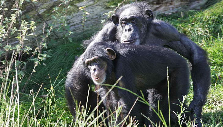 zoom erlebniswelt schimpansen