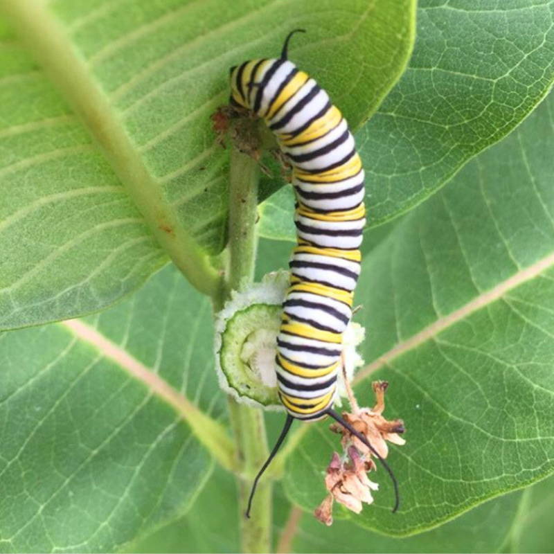Monarch caterpillar feeding on a milkweed plant