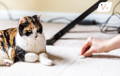 Calico cat looking uncomfortable as owner cleans up its vomit