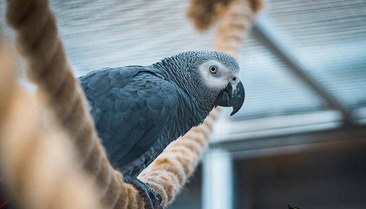 rolfs streichelzoo grau papagei auf seil