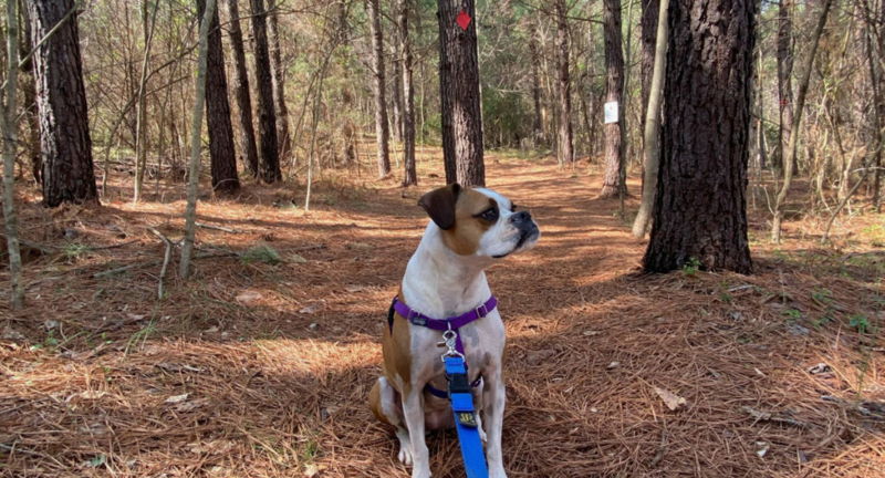 Highland Rustic Trails Dog Day