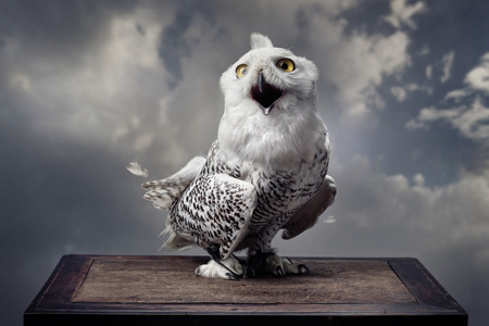 Harry Potter owl.jpg