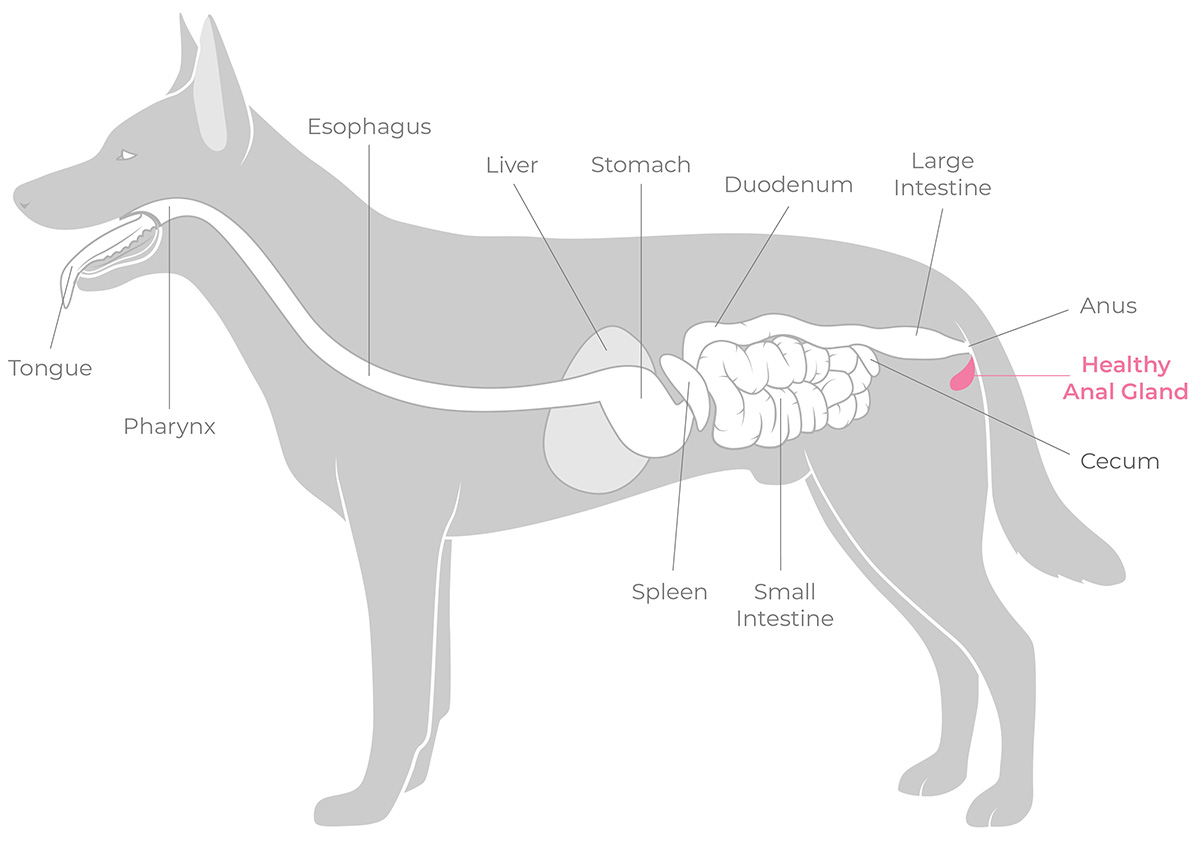 Diagram showing anal gland anatomy in dogs
