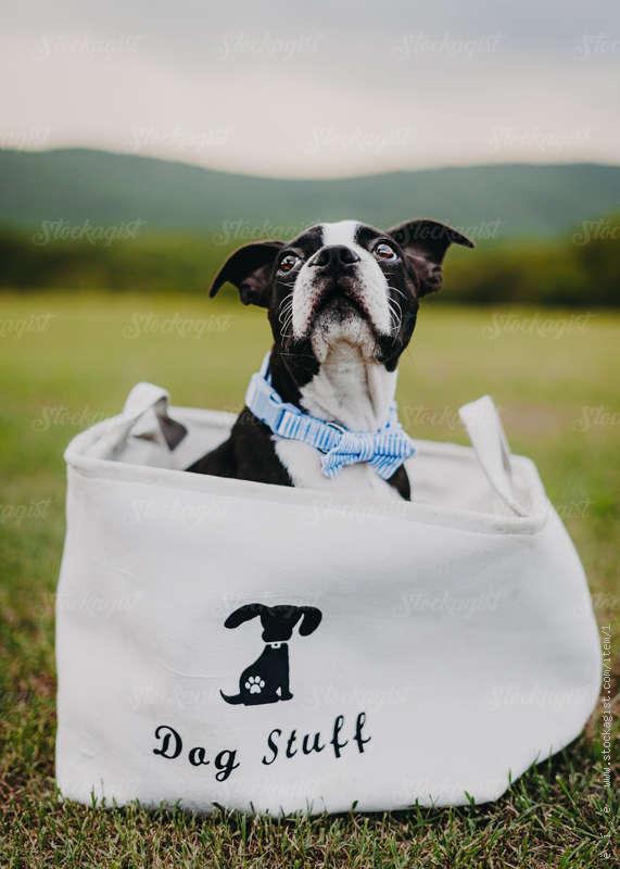 Boston Terrier in a bag