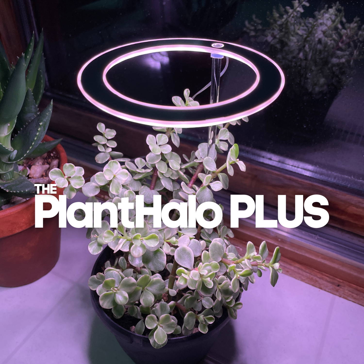 theplanthalo%20PLUS%20 4