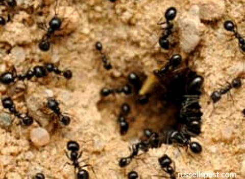 black_ant_colony