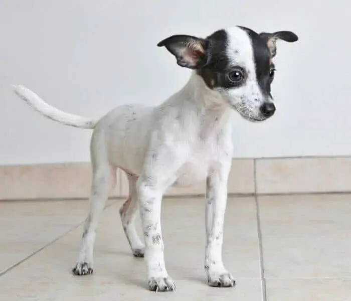 chihuahua rat terrier mix