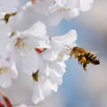 honeybee-foraging-on-white-flowers