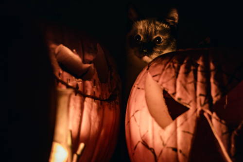 Hauskatze auf Bett