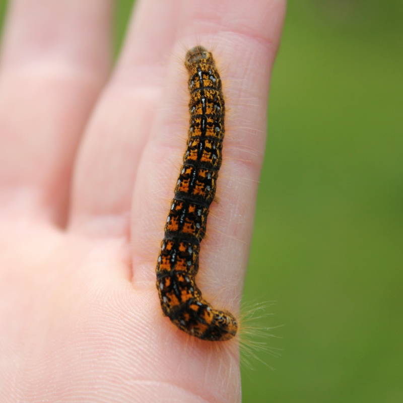 Rups op een hand