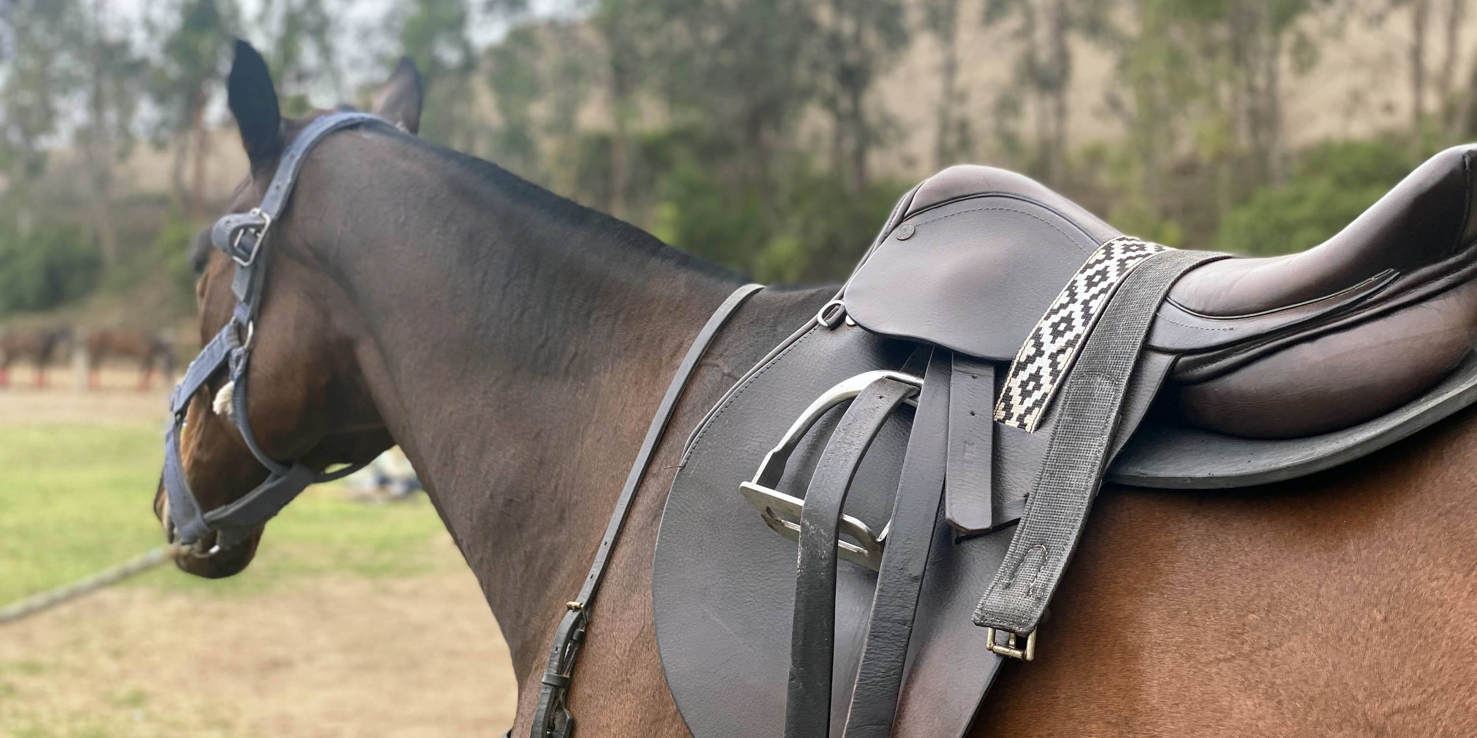 Lima Polo Club, Polo Horse, Peru