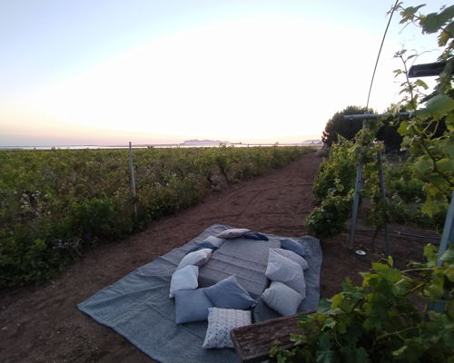 Food experiences Paolini: Sunset picnic among the vineyards