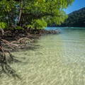 mangrove tree 