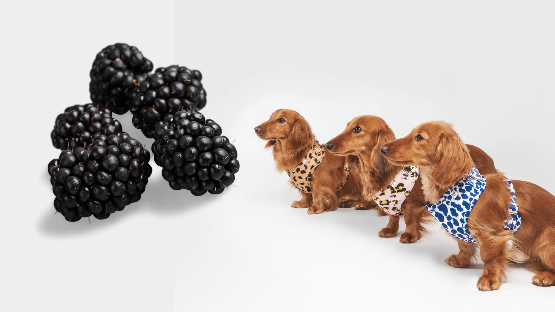 are blackberries good for dogs