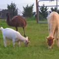 emus_goats_alpacas_predator_protection emus_goats_alpacas_predator_protection