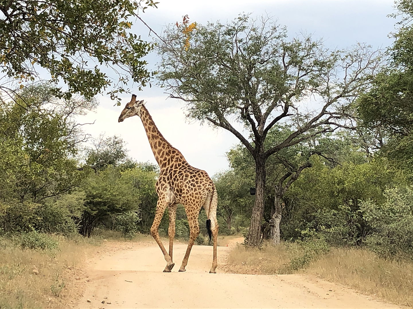  Hoedspruit
- giraffe on gravel road Raptors View.JPG