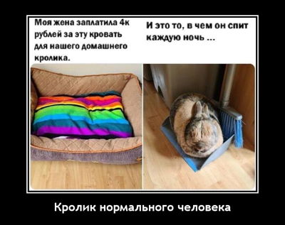 Кролик нормального человека.