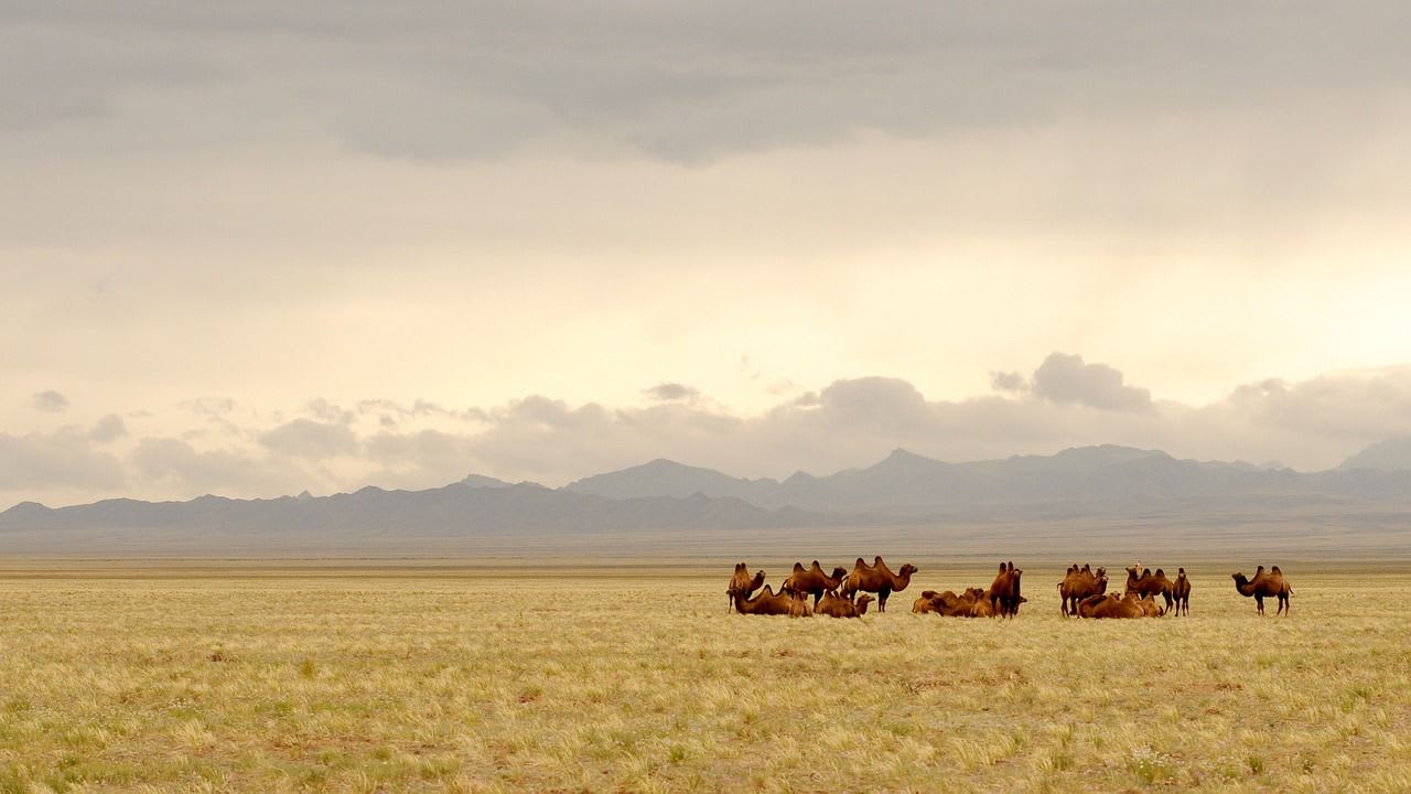 a herd of camels