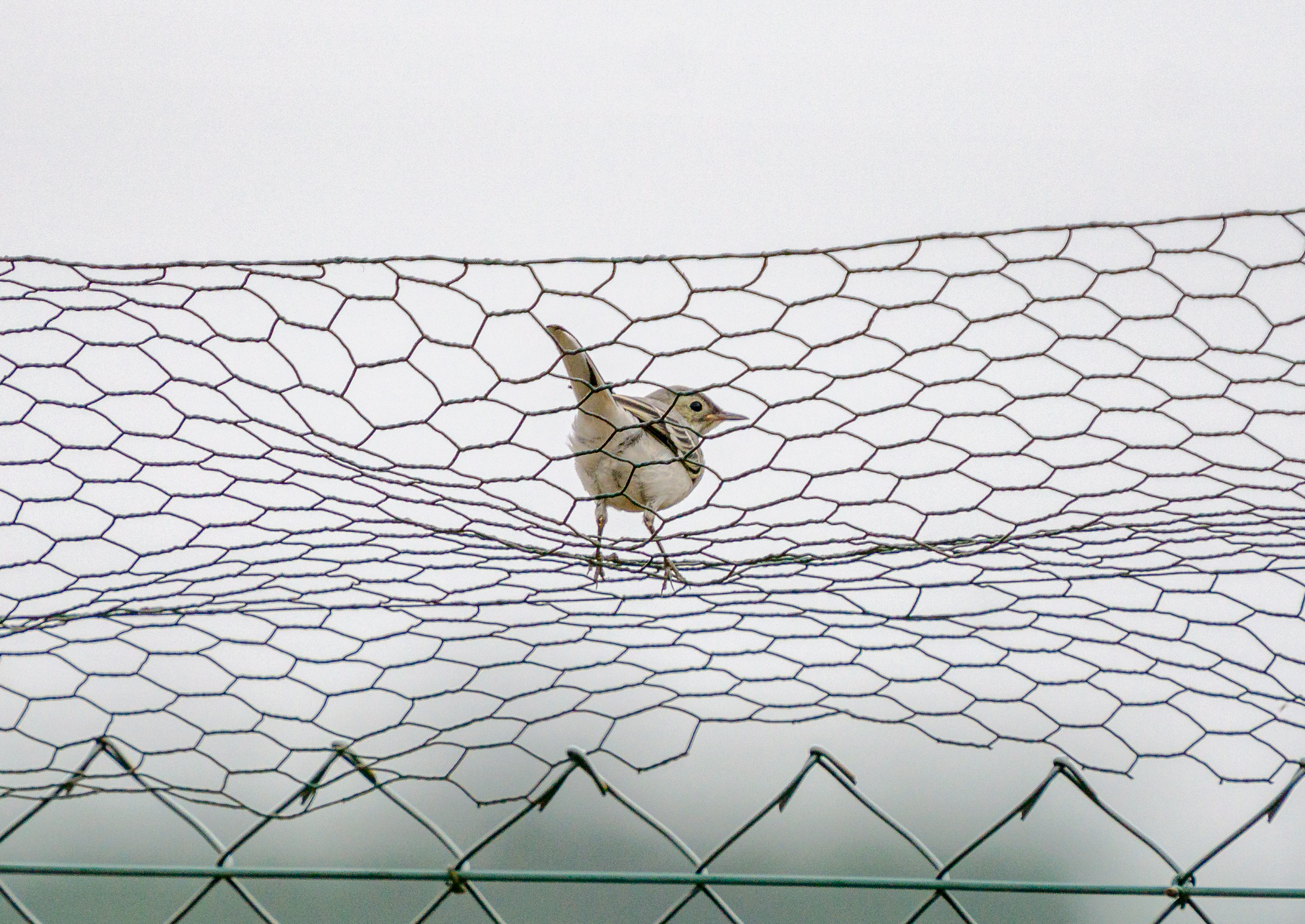A light brown bird perched on some chicken wire over a wire fence