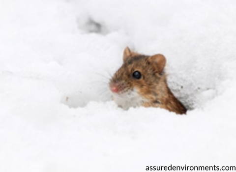 field_mice_in_snow
