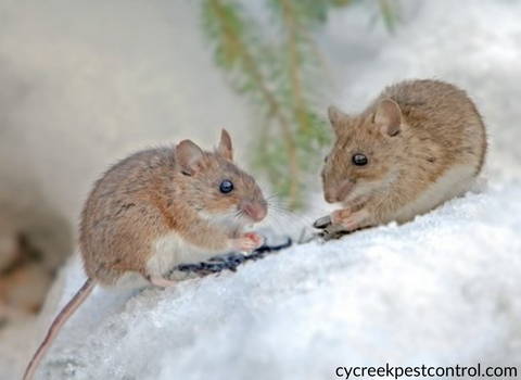 mouse_activities_in_cold_temperatures