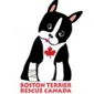Boston Terrier Rescue Canada logo