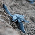 Baby turtle hatchling on a sandy beach