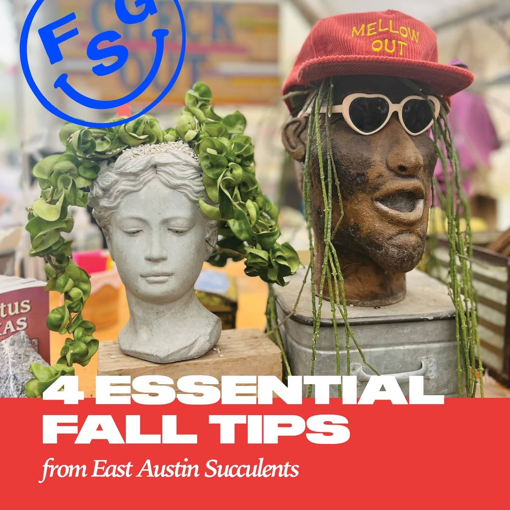East Austin Succulents, Plant Tips, What's Good?, E.S. Sparks