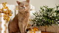 holiday foods and plants toxic to pets holiday home safety tips