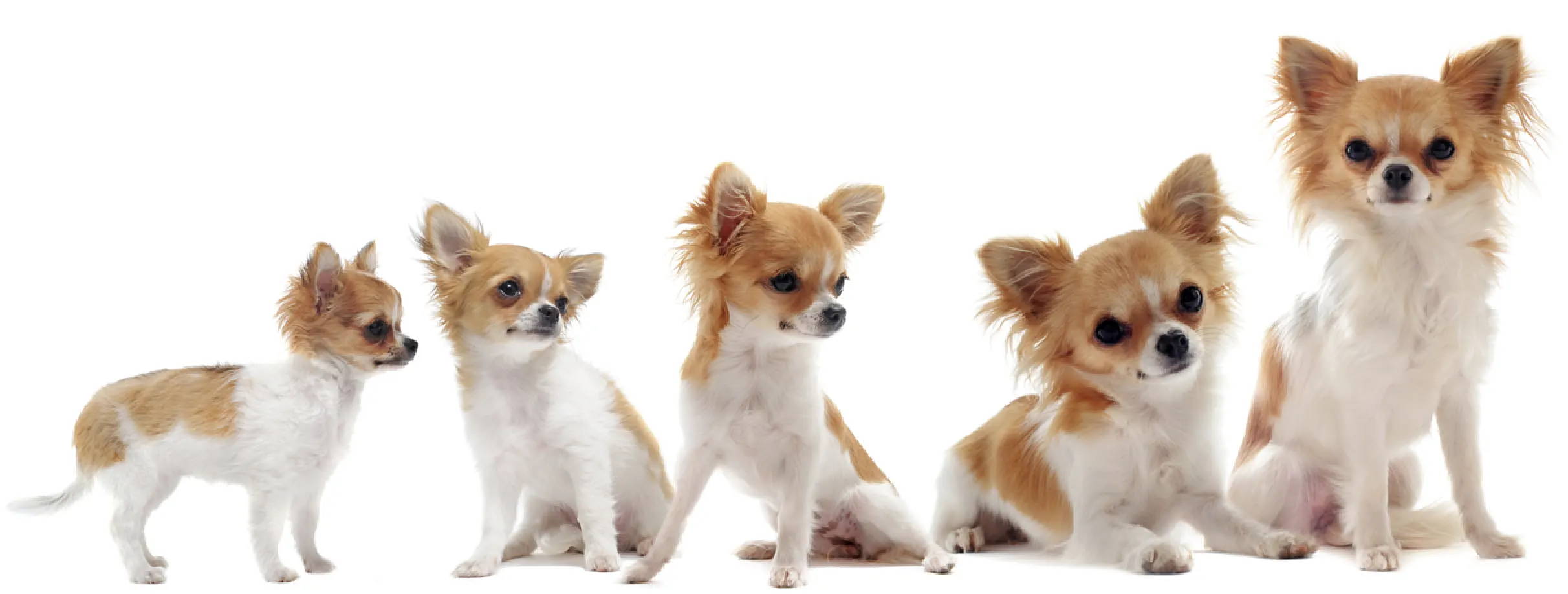 chihuahua growth