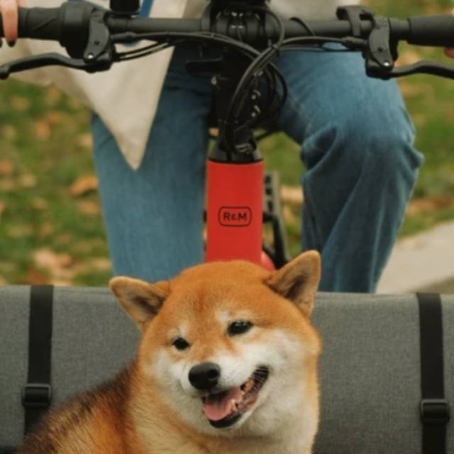 a dog sitting in an electric cargo bike