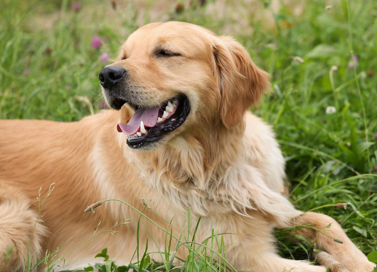 Golden Retriever - Besonderheiten der Hunderasse