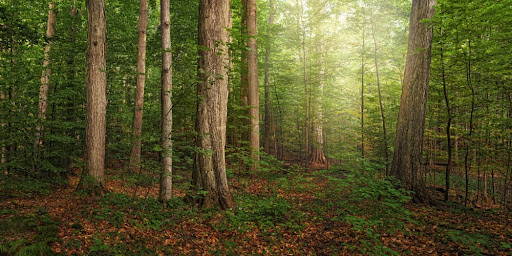 Photo of the tall trees within the Sacred Grove. 